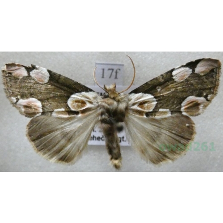 Thyatira batis (Linnaeus, 1758) Plamówka malinówka Czech17f